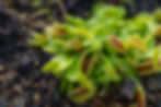 venus fly trap plant