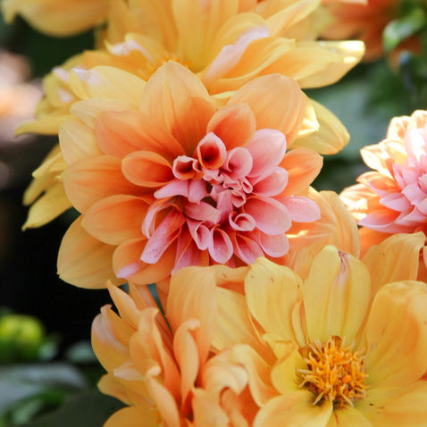 Best Flowers for Mother's Day to Plant in Northern Colorado