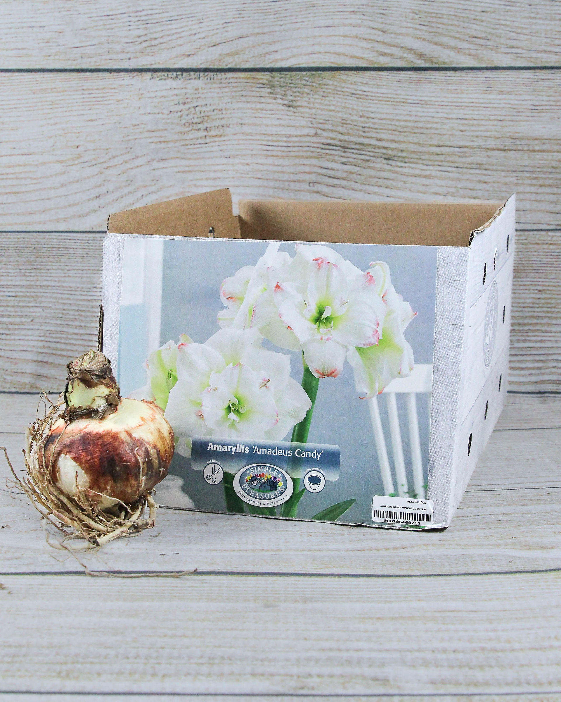 Amaryllis 'Amadeus Candy'
