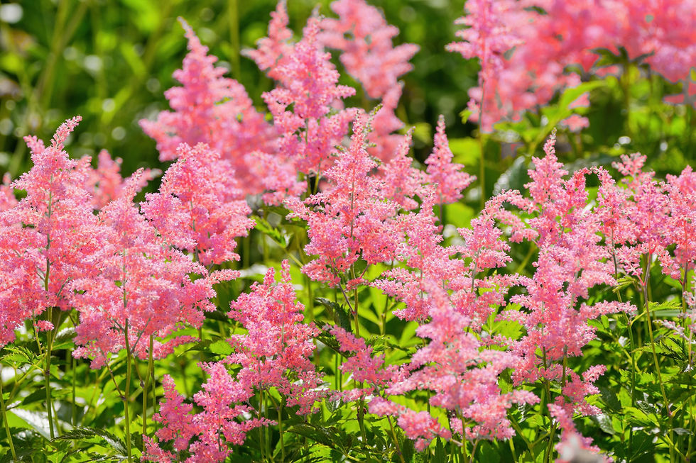 Pink False Spirea