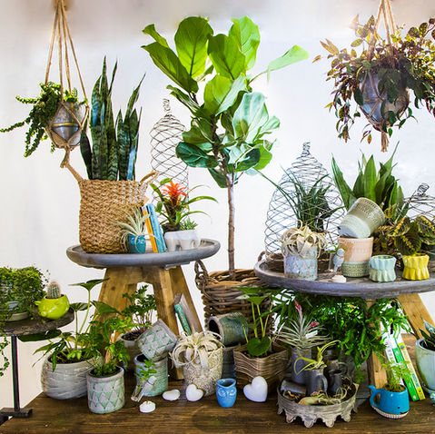 Indoor Plants: A Contemporary Statement in Your Home