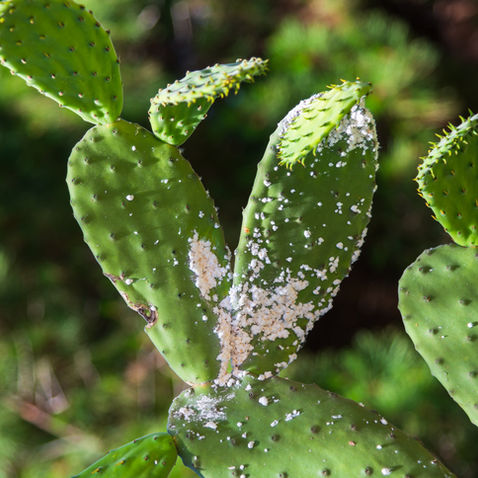 10 Common Houseplant Pests & How To Safely Control Them