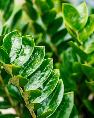 Zamioculcas zamiifolia. It's also known as Zanzibar gem, ZZ plant, Zuzu plant, aroid palm,