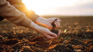 Potting soil in hands