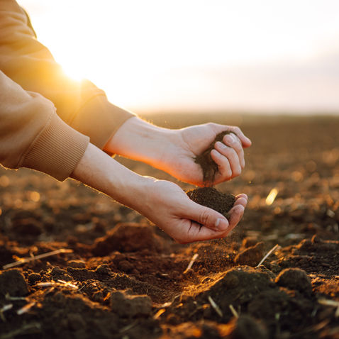 Potting soil in hands
