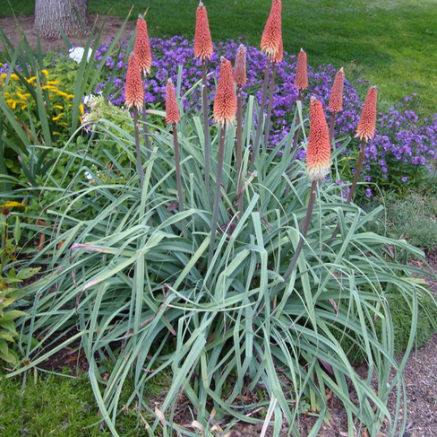 Red Hot Poker/Torch Lily 'Regal'- Kniphofia caulescens 'Regal'