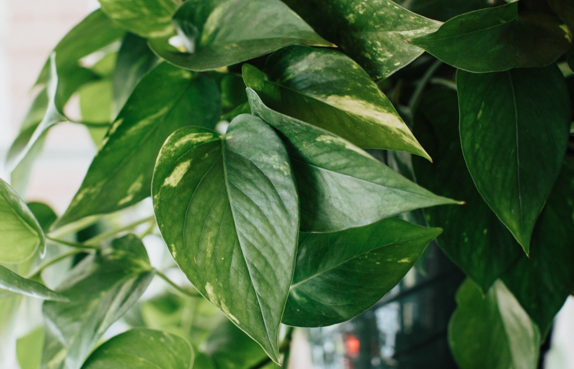 Can You Put Houseplants Outside in the Summer?