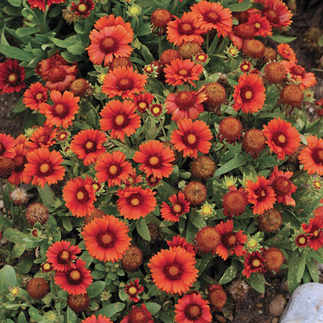 Blanket Flower 'Arizona Red Shades' Gaillardia 'Arizona Red Shades'