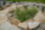 native plants in landscaping