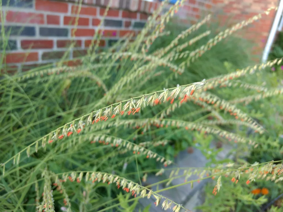 Sideoats Grama (Bouteloua curtipendula) native grass