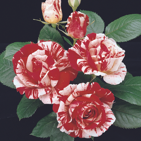 Take Time to Smell the Roses