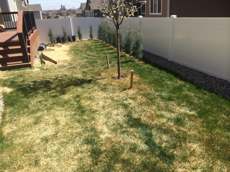 picture of a backyard before xeric landscape installation
