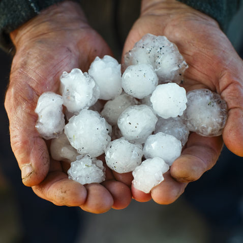 How to Treat Hail Damaged Plants