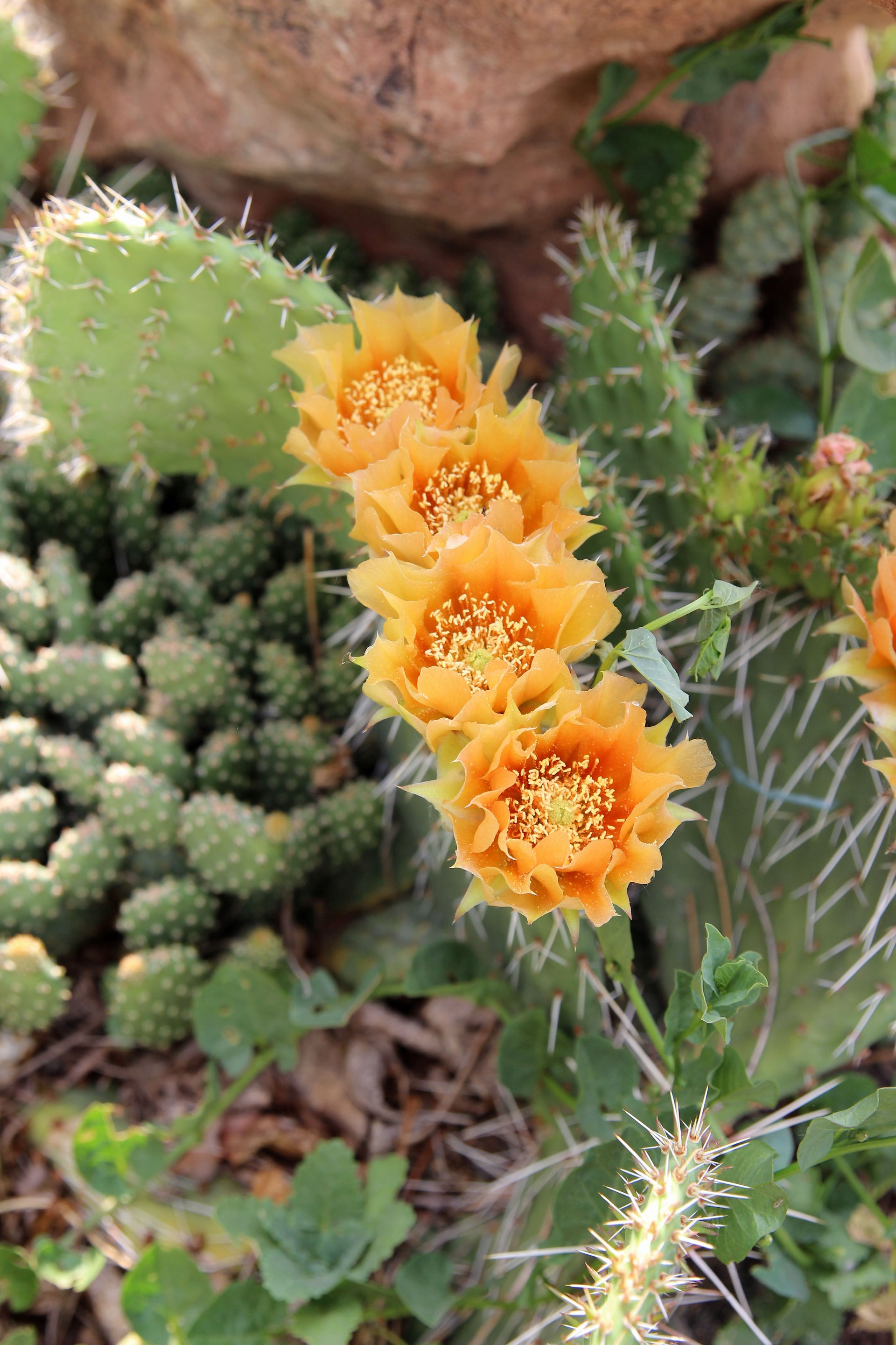 Prickly Pear Cactus (Opuntia)