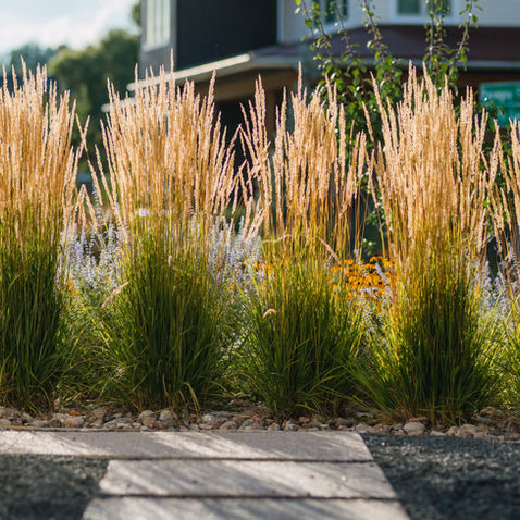 Planting Ornamental Grasses in Zone 5