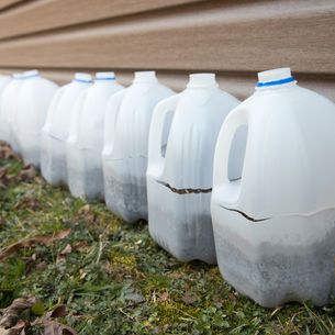 sewing winter seeds in milk jugs