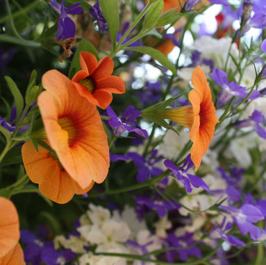 5 Steps to Grow Flourishing Annual Containers
