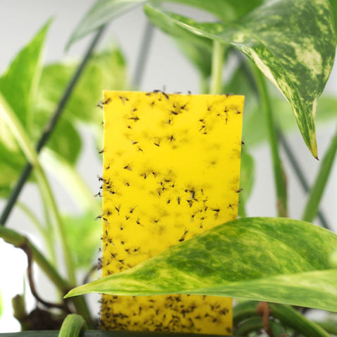 How To Get Rid of Gnats in Houseplants