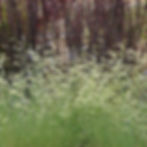 Blue Grama Grass (Bouteloua gracilis) native planting design