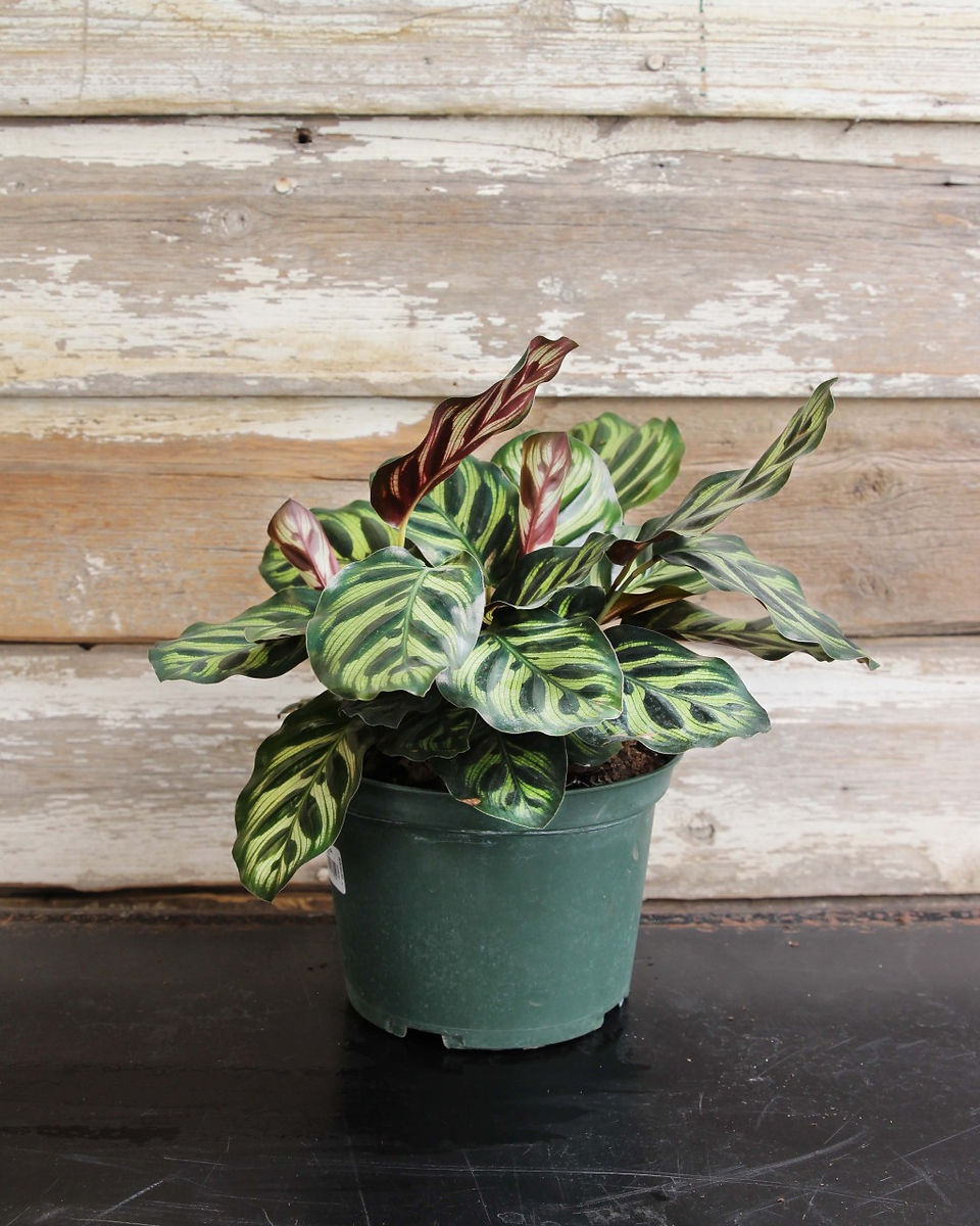 Calathea