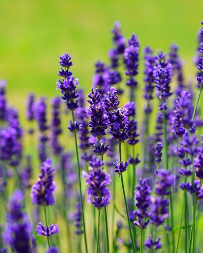 Perennial Flower Lavendar