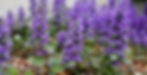 Bugleweed (Ajuga reptans)