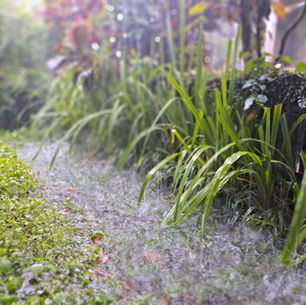 Rain falling in a garden