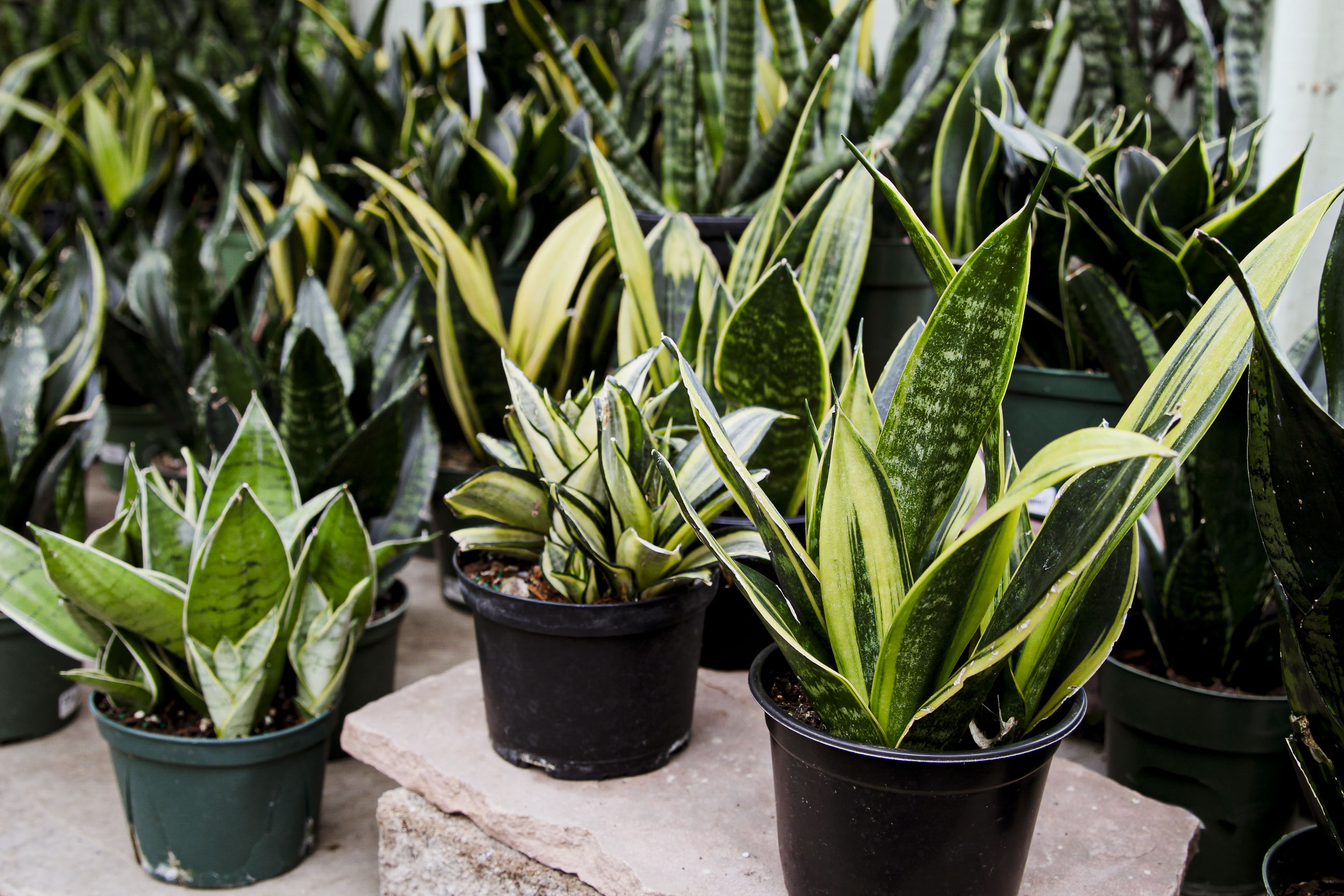 Can You Put Houseplants Outside in the Summer?