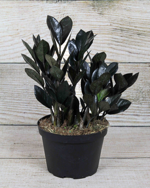 black raven zz plant for sale