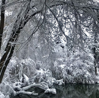 Proper Tree Care During Heavy Spring Snows