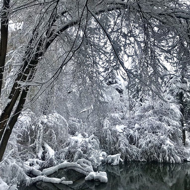Proper Tree Care During Heavy Spring Snows