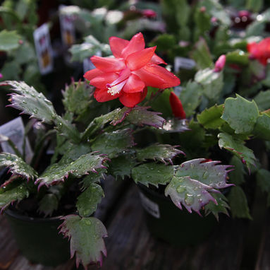 How To Care for a Christmas Cactus