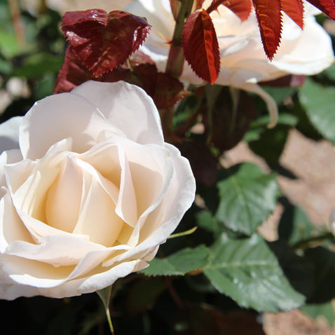 Roses Are Red, Pink, Yellow, Purple and More!