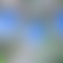 Top 40 Low Maintenance Plants for Your Landscape