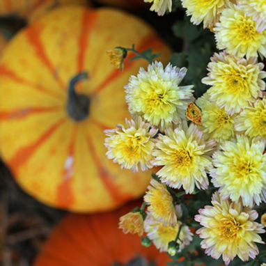 9 Ways to Decorate for the Fall Season: Fall Décor Ideas