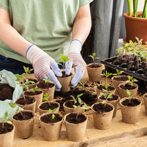 Starting Seeds Indoors: A Zone by Zone Guide