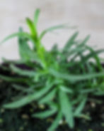 French Tarragon