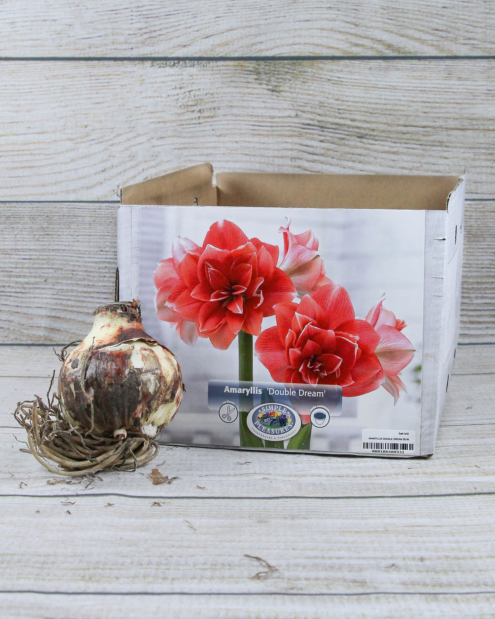 Amaryllis 'Double Dream'