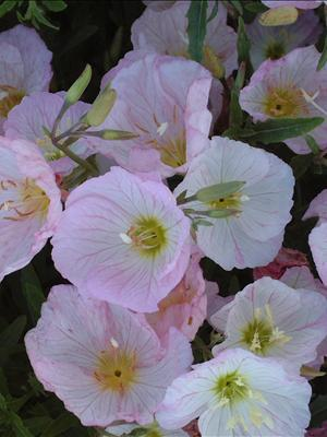 Evening Primrose 'Siskiyou'- Oenothera berlandieri 'Siskiyou'
