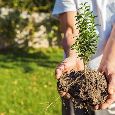 Guide To Growing Boxwood Shrubs in Colorado