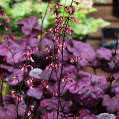Coral Bells 'Grape Expectations'- Heuchera 'Grape Expectations'