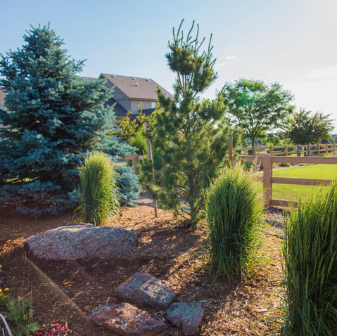 A Guide to Growing Colorado Evergreen Trees