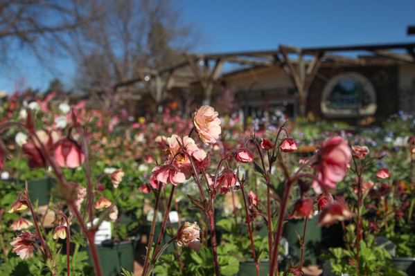 Bath Garden Center & Nursery in Fort Collins | 50 Years Growing