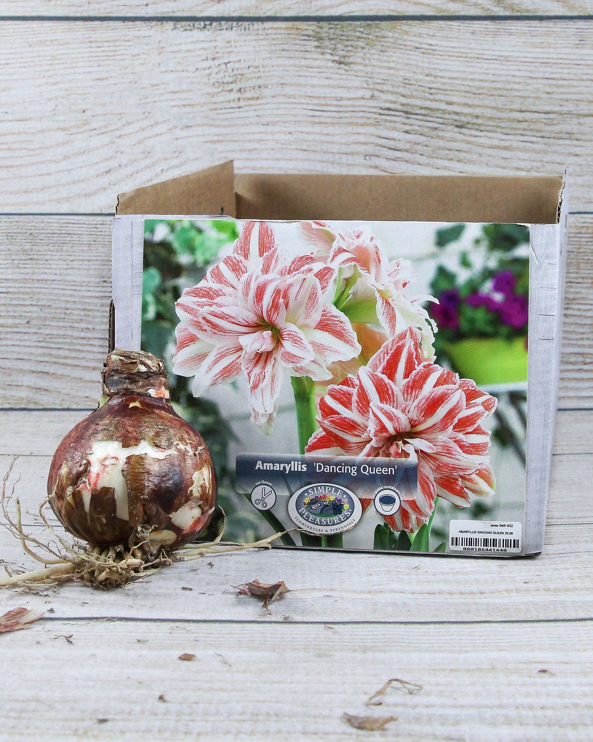 Amaryllis 'Dancing Queen'