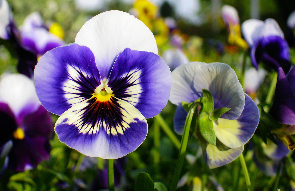 pansies flowering annual plant