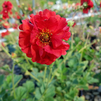 Avens 'Double Bloody Mary'- Geum 'Double Bloody Mary'