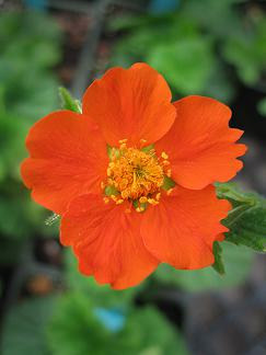 Avens 'Borisii'- Geum 'Borisii'