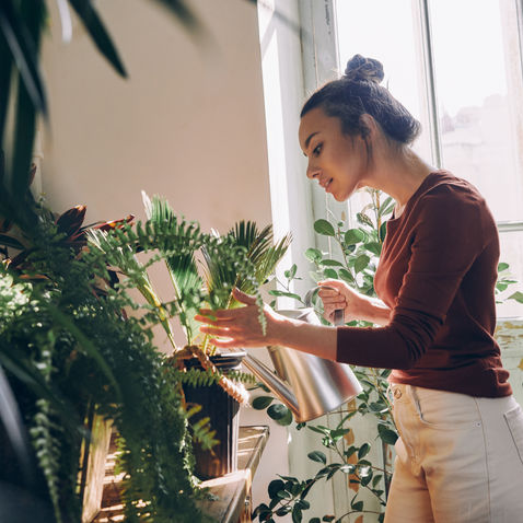 An Expert's Guide on How to Fertilize Houseplants