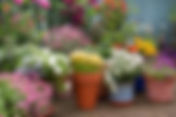 Pollinator Pots & Other Ways to Attract Bees to Your Garden
