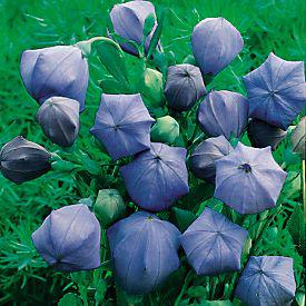 Balloon Flower 'Double Blue'- Platycodon grandiflorus 'Double Blue'